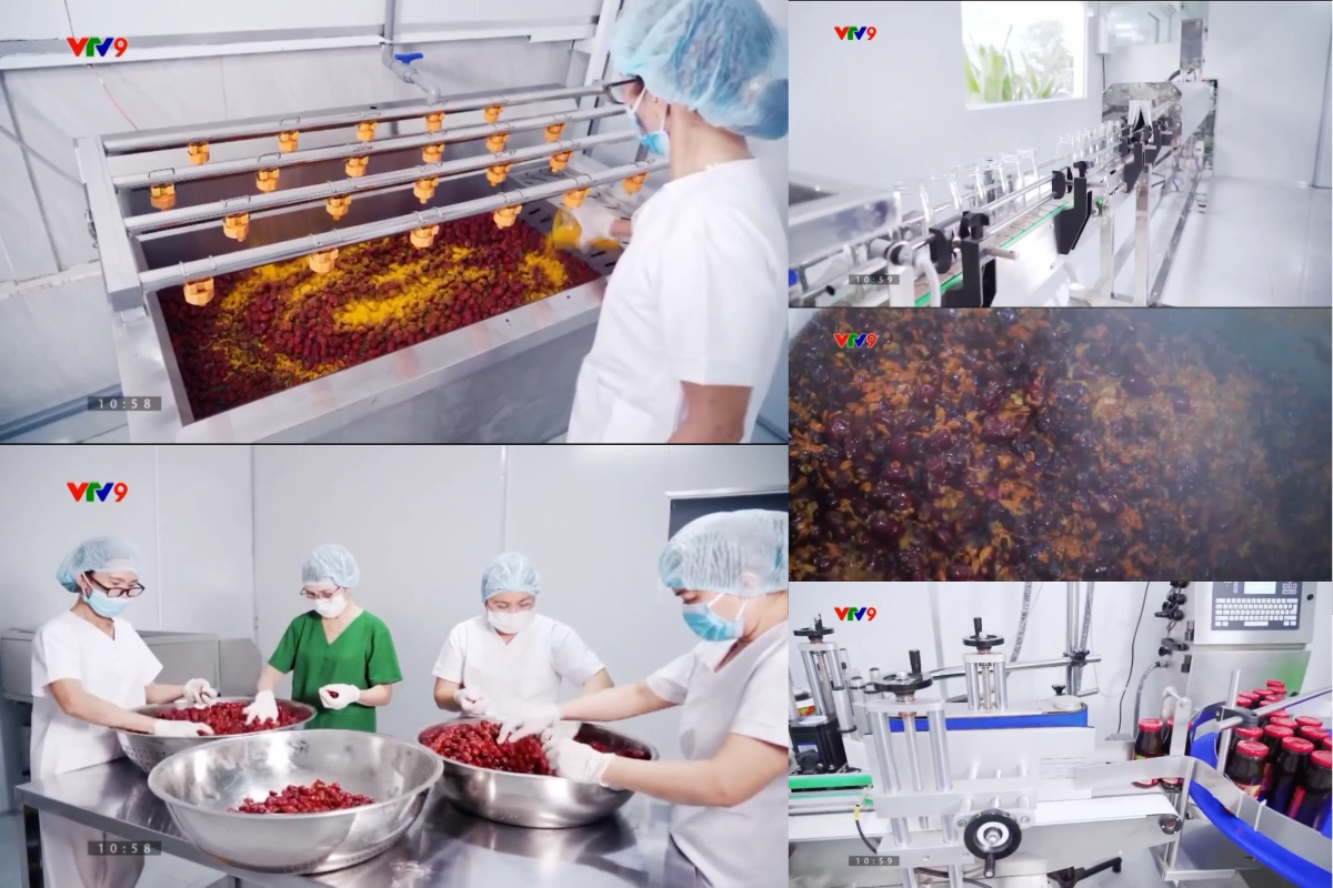 Quá trình thực hiện Mật Táo Đỏ Tâm An